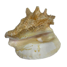 Load image into Gallery viewer, Conch Shell Specimen
