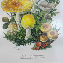Load image into Gallery viewer, Framed Mushroom Prints