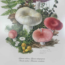 Load image into Gallery viewer, Framed Mushroom Prints