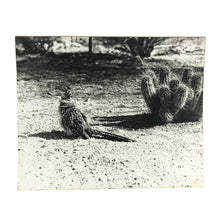 Load image into Gallery viewer, Roadrunner Chick &amp; Cactus Photo