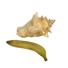 Load image into Gallery viewer, Conch Shell Specimen