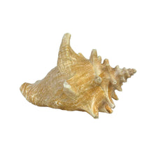 Load image into Gallery viewer, Conch Shell Specimen