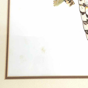 Parrot Butterfly Wing Art