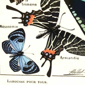 Butterfly Illustration Framed Print