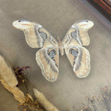 Load image into Gallery viewer, Atlas Moth Shadow Box Art