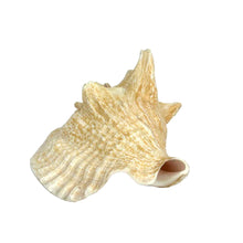 Load image into Gallery viewer, Conch Shell Specimen
