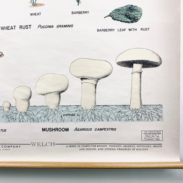 fungi science