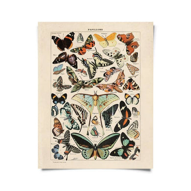 Butterfly Papillons Illustration Print