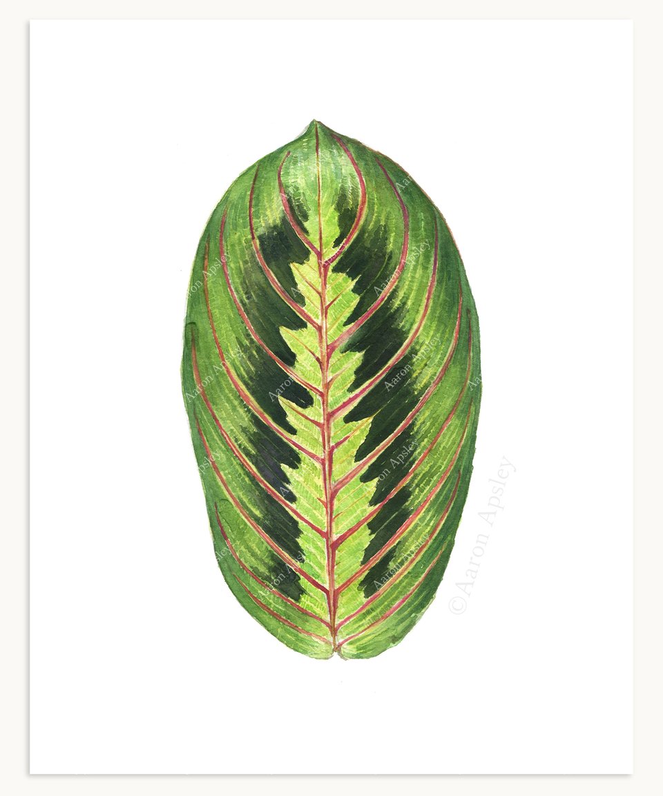 prayer plant leaves Prayer Plant Leaf Print