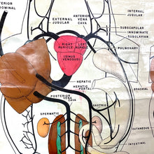 Load image into Gallery viewer, Frog Anatomy Chart