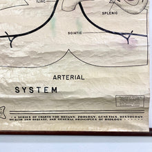 Load image into Gallery viewer, Frog Anatomy Chart