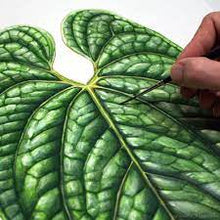 Load image into Gallery viewer, Anthurium luxurians Leaf Print