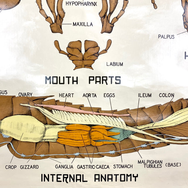Shop Anatomy Posters