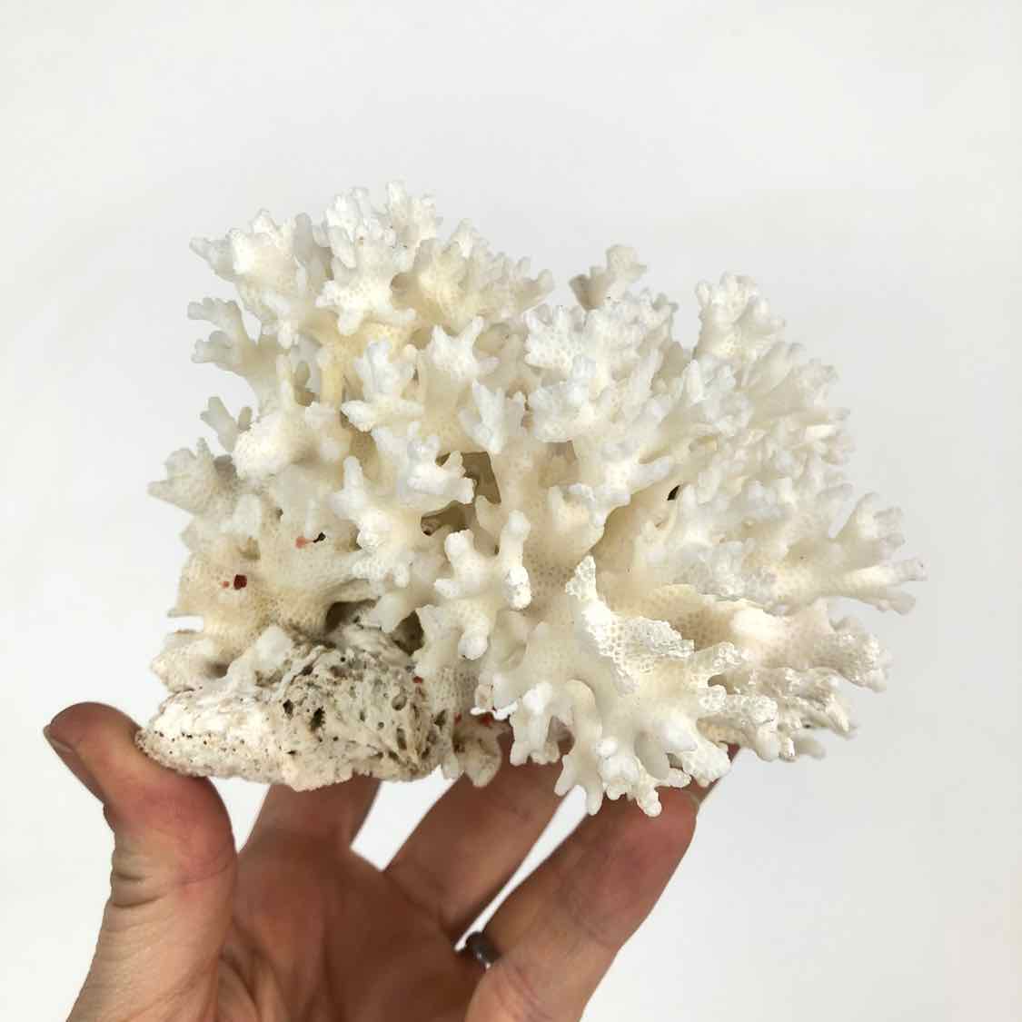 Birdsnest Coral Specimen – Found Furnishings