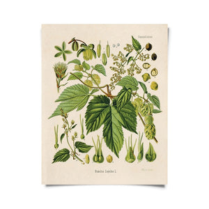 Hops Botanical Print