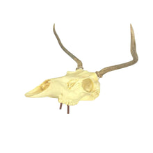 Load image into Gallery viewer, Deer Skull Mount