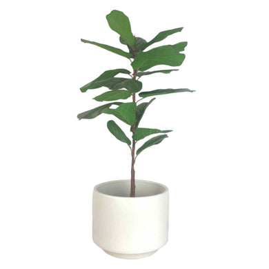 Gainey Planter