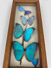 Load image into Gallery viewer, Blue Morpho Butterfly Specimen