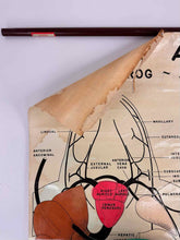 Load image into Gallery viewer, Frog Anatomy Chart