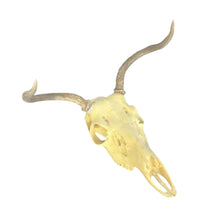 Load image into Gallery viewer, Deer Skull Mount