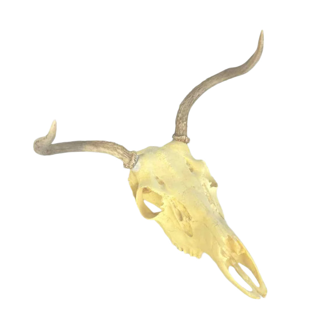 Deer Skull Mount