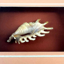Load image into Gallery viewer, Shadowbox Shell Specimen