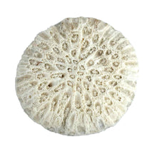 Load image into Gallery viewer, Coral Specimen