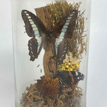 Load image into Gallery viewer, Butterfly Specimen Glass Jar