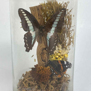 Butterfly Specimen Glass Jar