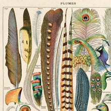 Load image into Gallery viewer, Plumes Feathers Illustration Print