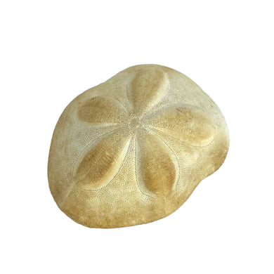 Sea Biscuit Sand Dollar Specimen