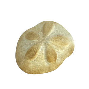 Sea Biscuit Sand Dollar Specimen
