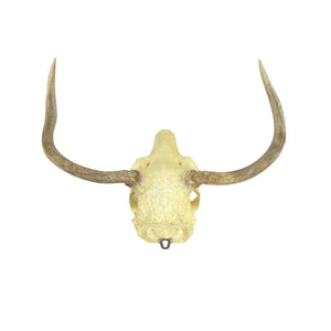 Deer Skull Mount