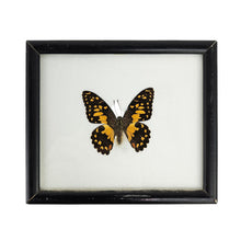 Load image into Gallery viewer, Lime Butterfly Specimen