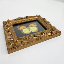 Load image into Gallery viewer, Framed Butterfly Specimen