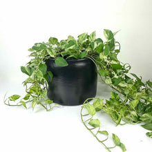 Load image into Gallery viewer, Large Black Pottery Planter