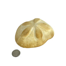 Load image into Gallery viewer, Sea Biscuit Sand Dollar Specimen