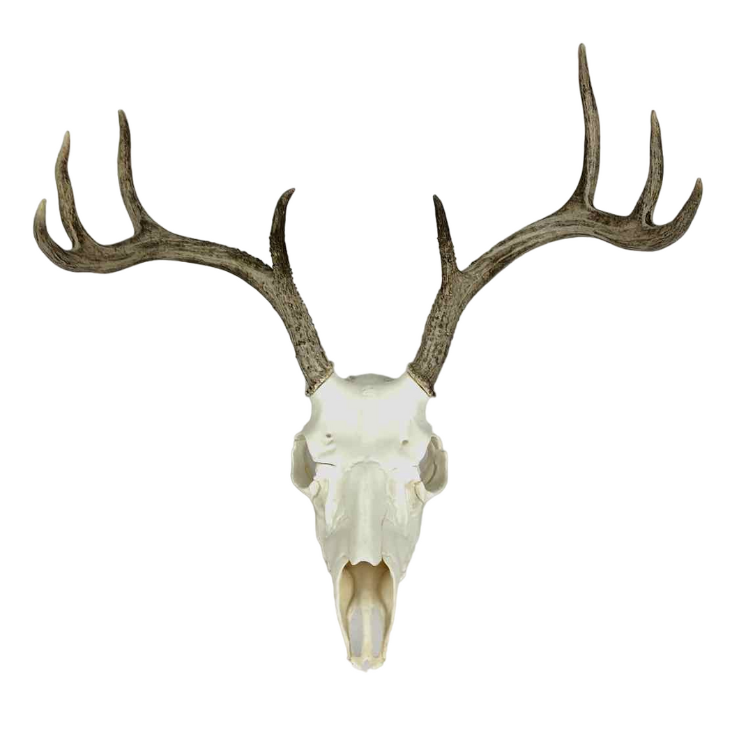 Whitetail Deer Antler Mount