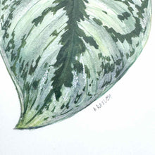 Load image into Gallery viewer, Silver Satin Pothos Leaf Print