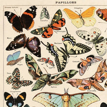 Load image into Gallery viewer, Butterfly Papillons Illustration Print