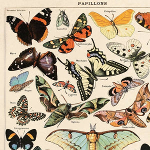 Butterfly Papillons Illustration Print