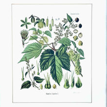 Load image into Gallery viewer, Beer Hops Botanical Print