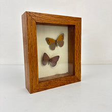 Load image into Gallery viewer, Butterfly Specimen