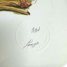 Load image into Gallery viewer, Framed Oriole  Print