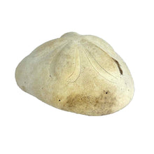 Load image into Gallery viewer, Sea Biscuit Sand Dollar Specimen