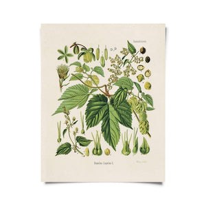 Hops Botanical Print