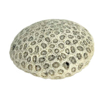 Load image into Gallery viewer, Coral Specimen