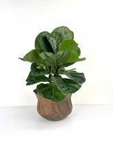 Load image into Gallery viewer, Large Brass Swirl Planter