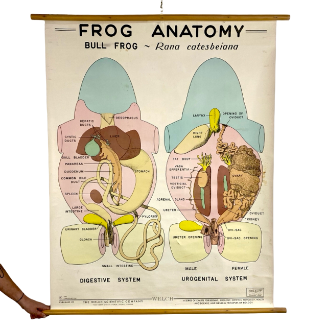 Frog Anatomy Chart