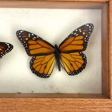 Load image into Gallery viewer, Monarch Butterfly Specimen